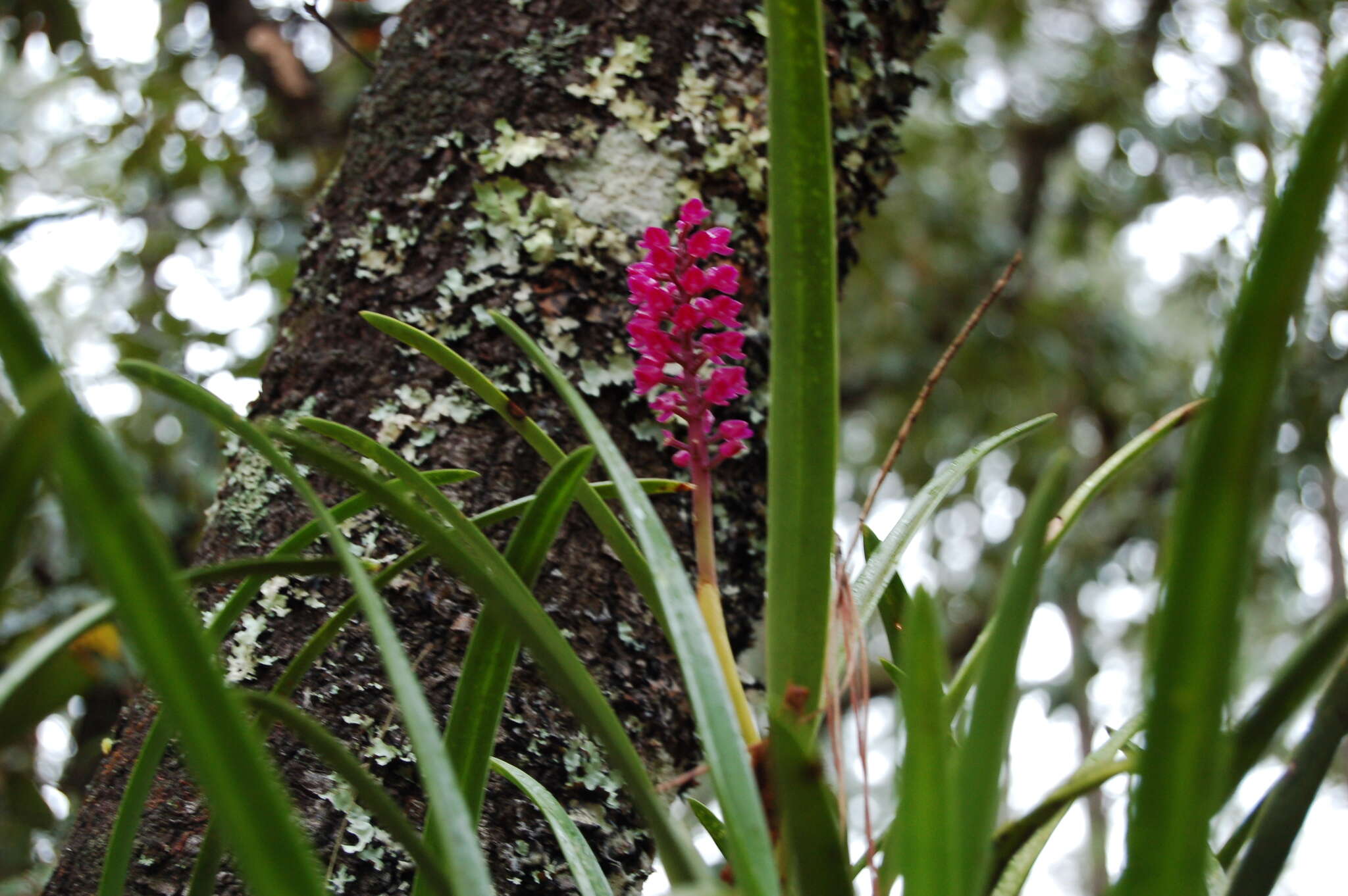 Image of Arpophyllum laxiflorum Pfitzer