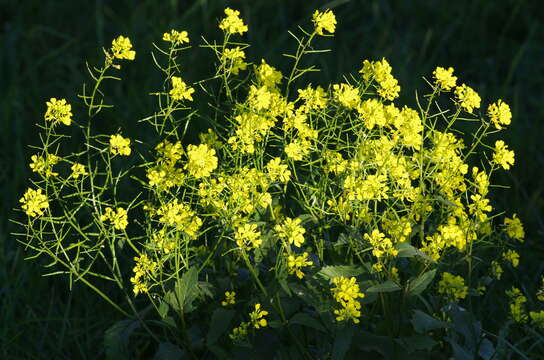 Image of charlock mustard