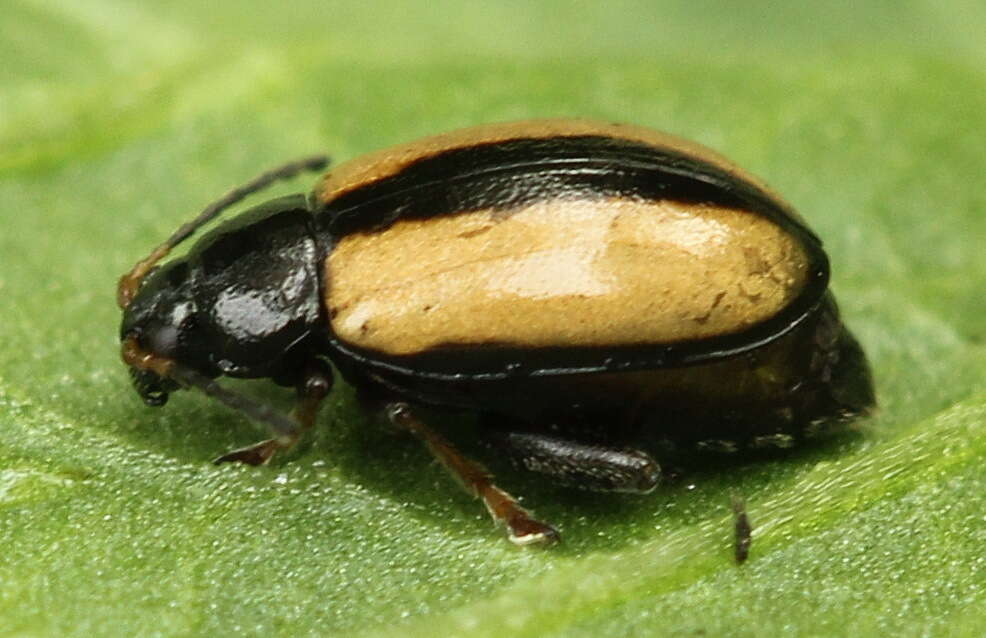 Image of Horseradish Flea Beetle