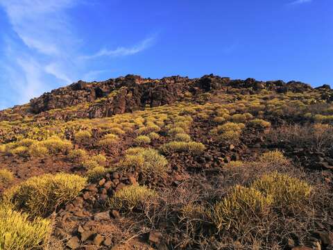 صورة Euphorbia aphylla Brouss. ex Willd.