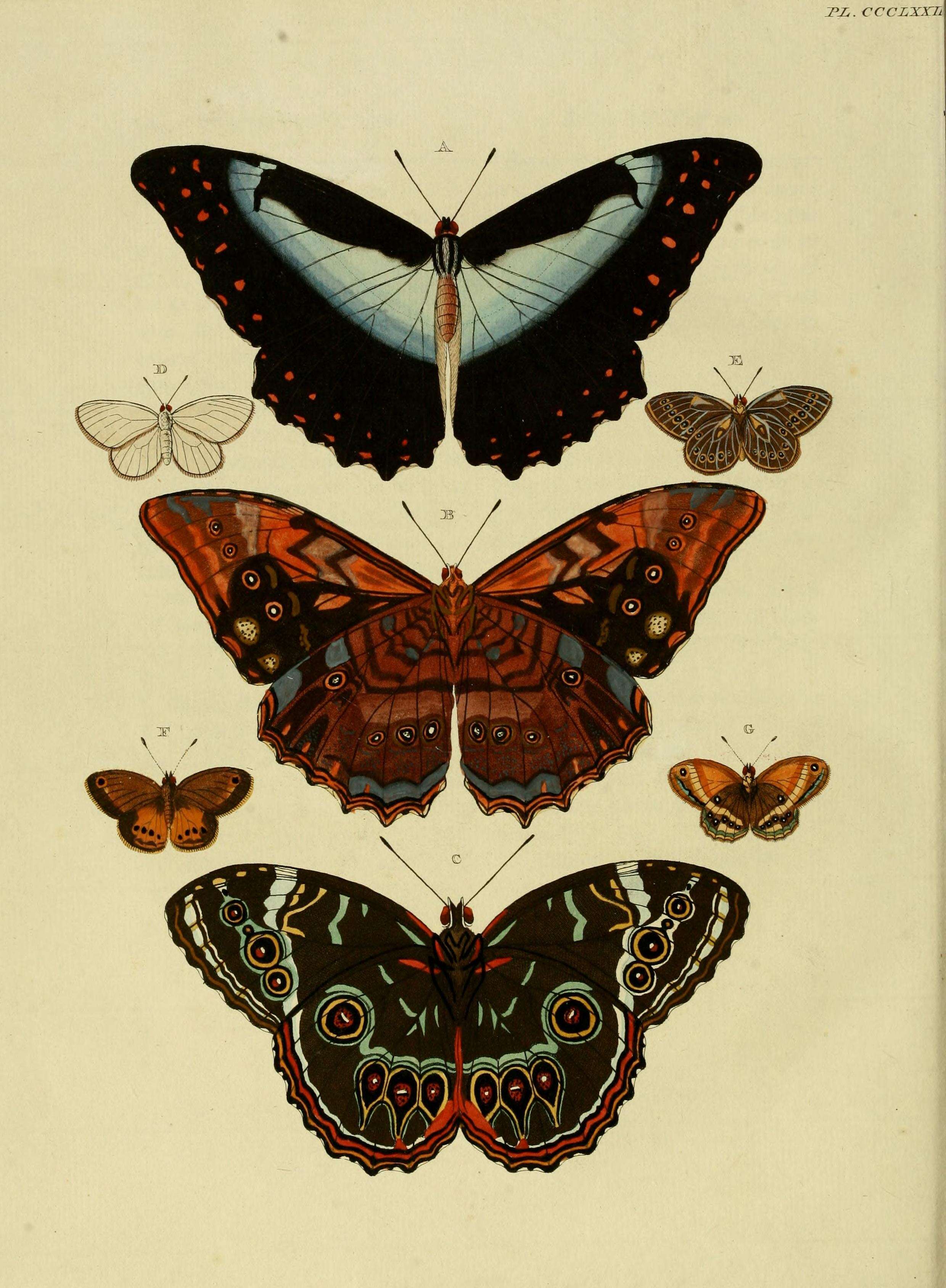 Sivun Morpho telemachus Linnaeus 1767 kuva