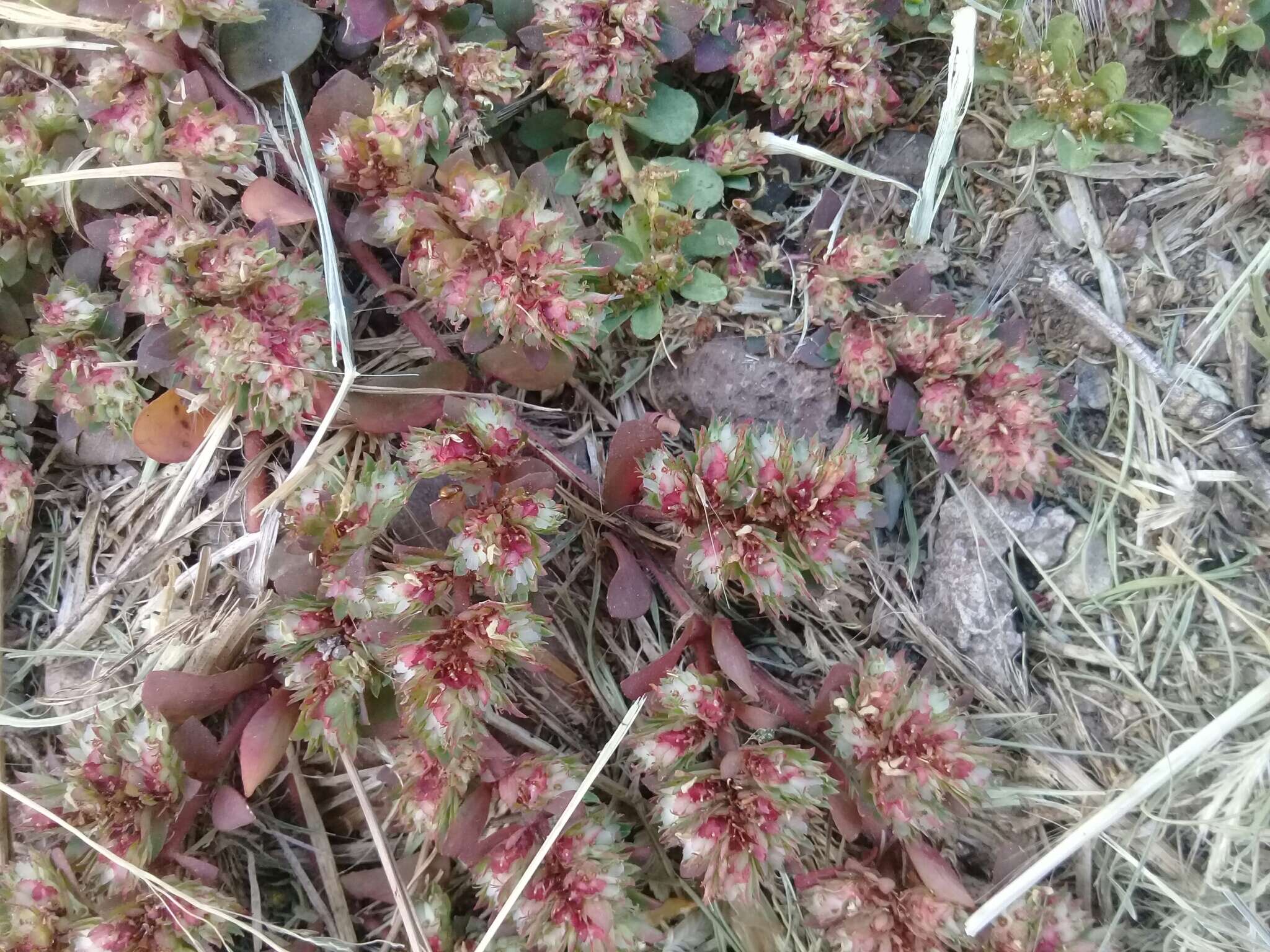 Euphorbia densiflora (Klotzsch) Klotzsch的圖片