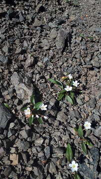 Image of Many-Stem Springbeauty