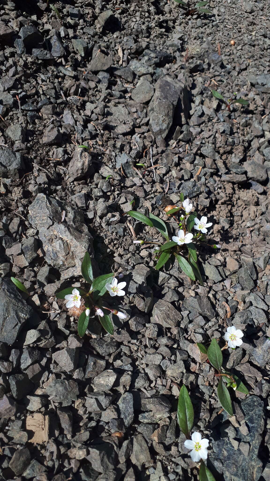 Image of Pacific springbeauty