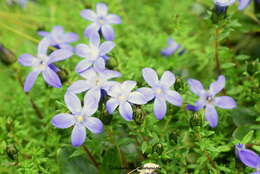 Image of Cyananthus microphyllus Edgew.