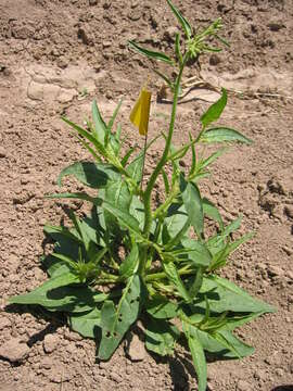 Image of Coyote Tobacco