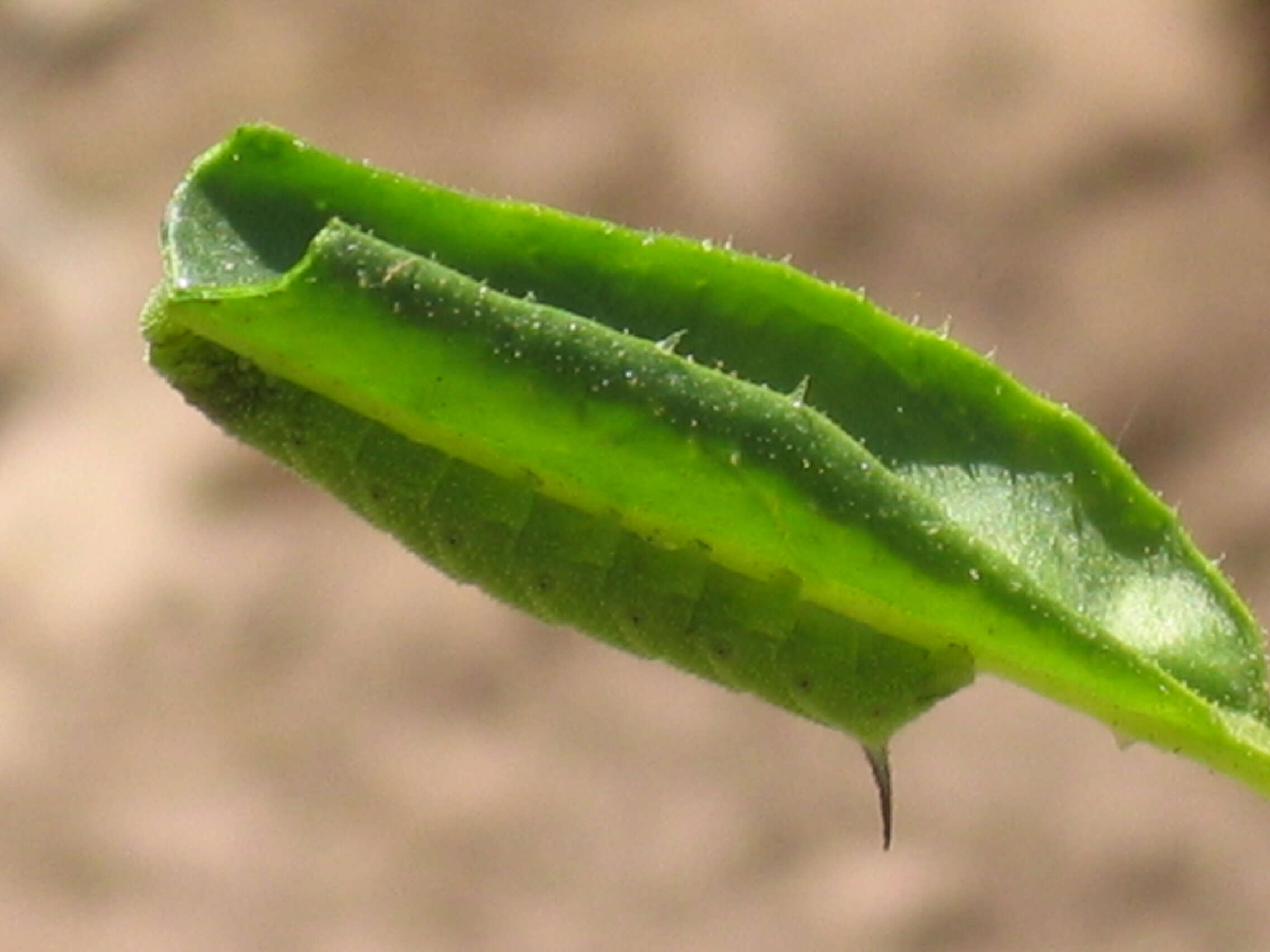 Plancia ëd Nicotiana attenuata Torr. ex S. Wats.