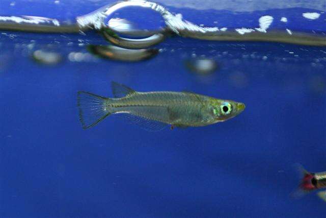 Image of Chinese rice fish