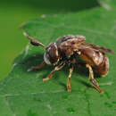 Image of Microdon globosus (Fabricius 1805)