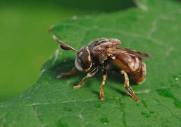 Image of Microdon globosus (Fabricius 1805)