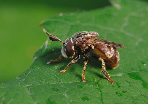 Imagem de Microdon globosus (Fabricius 1805)