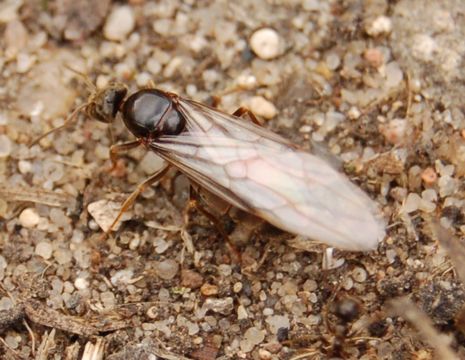 Image of Small black ant