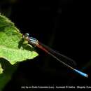 Image de Mesamphiagrion laterale (Selys 1876)