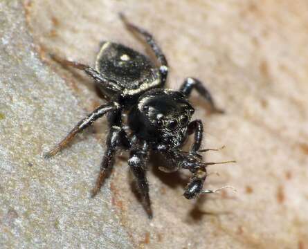 Image of round ant eater