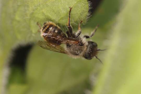 Image of Osmia aurulenta (Panzer 1799)