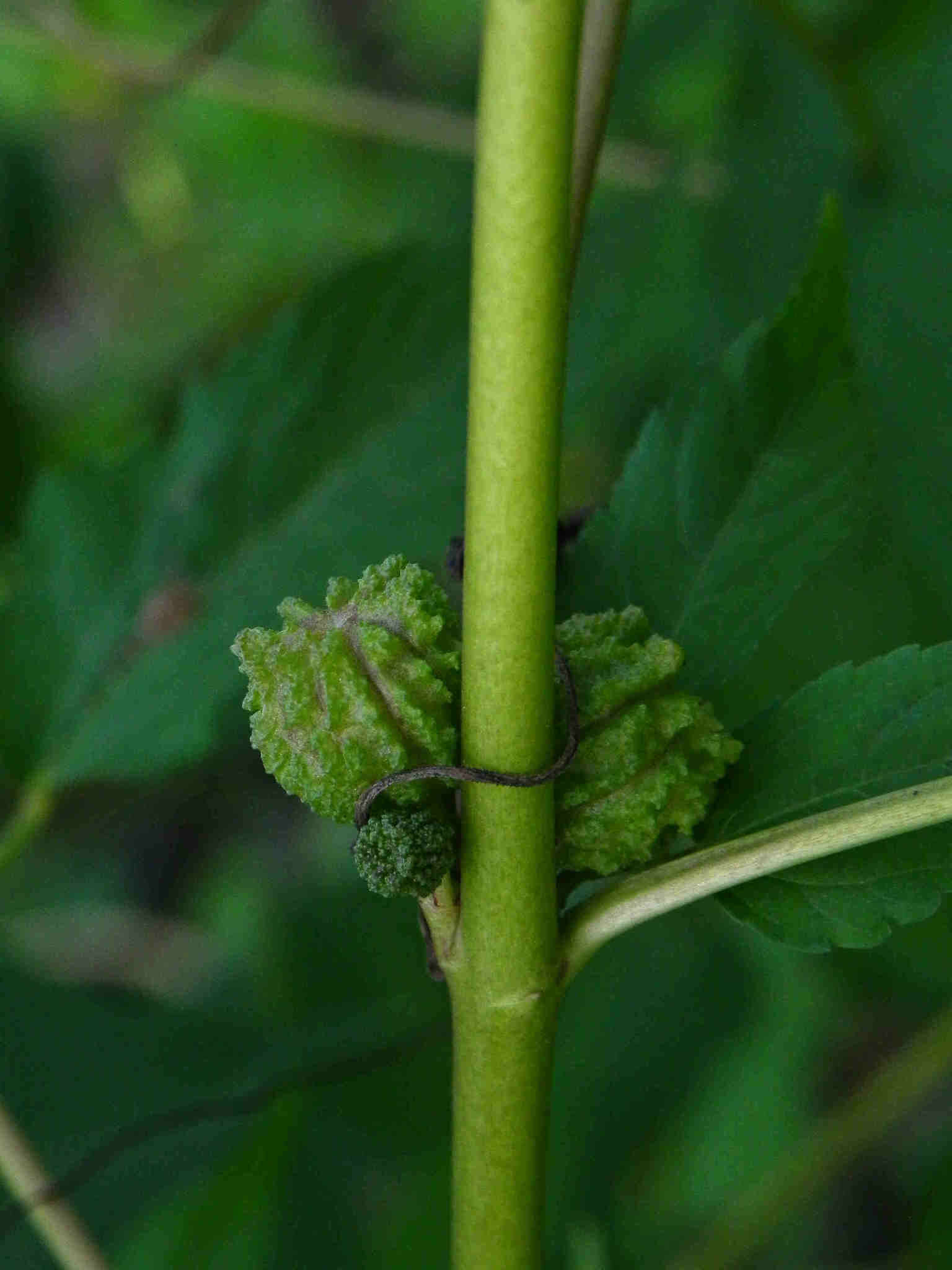 Imagem de Corchorus capsularis L.