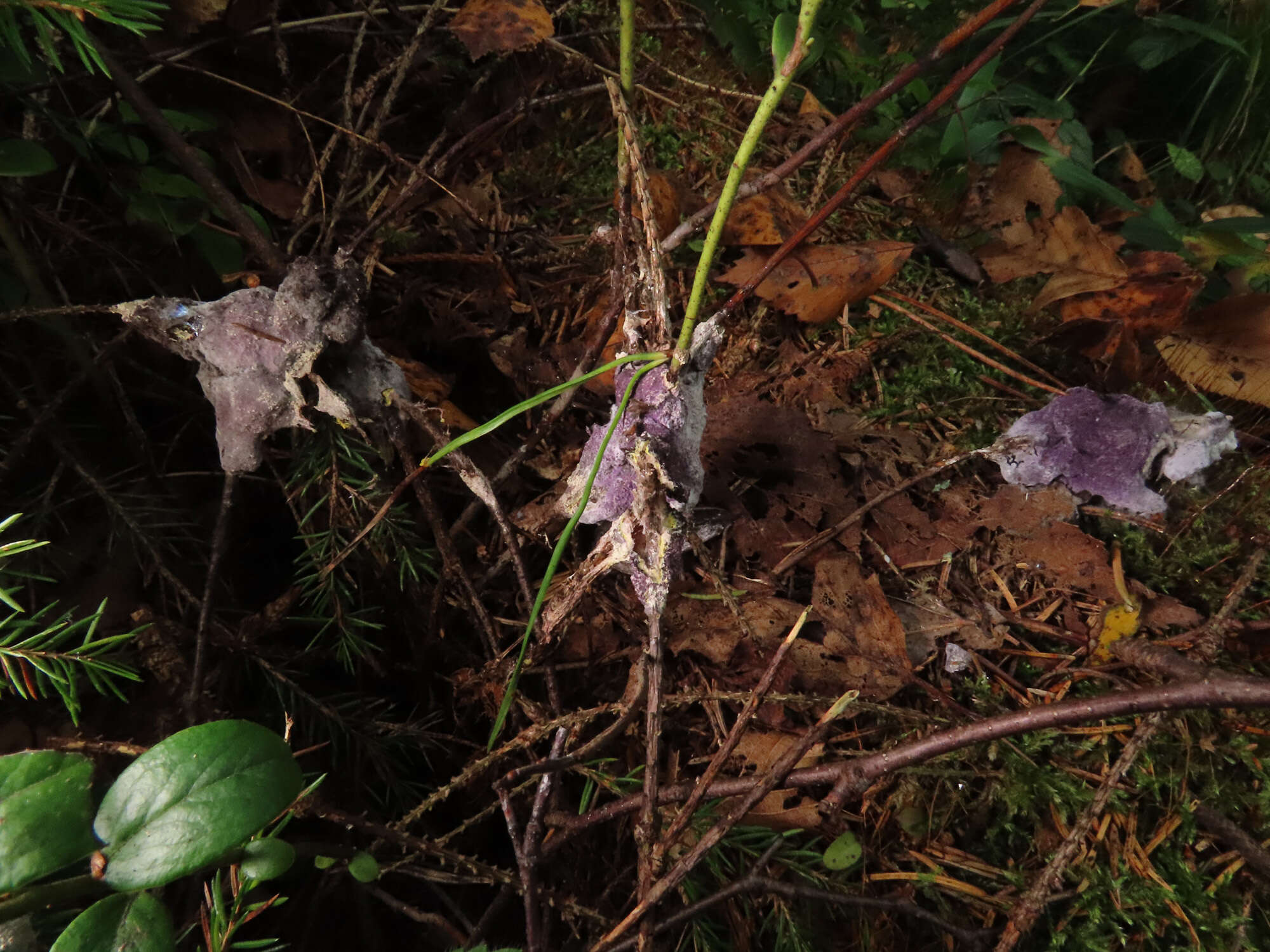 Image of Nectriopsis violacea (J. C. Schmidt ex Fr.) Maire 1911