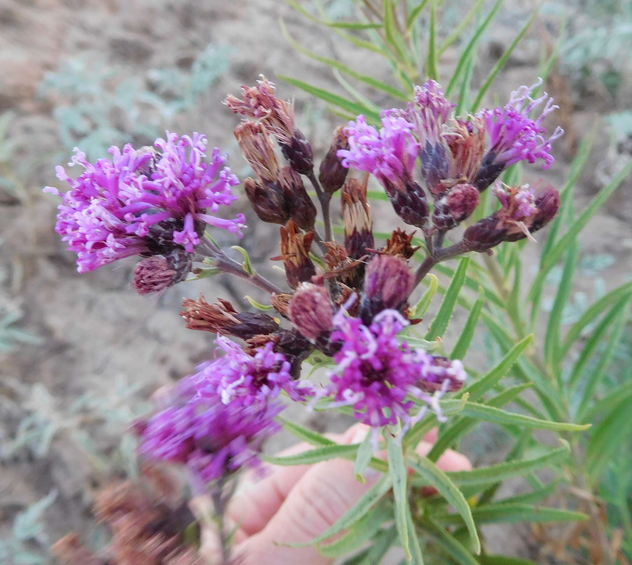 Imagem de Vernonia marginata (Torr.) Rafin.