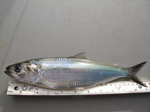 Image of Black Sea Shad