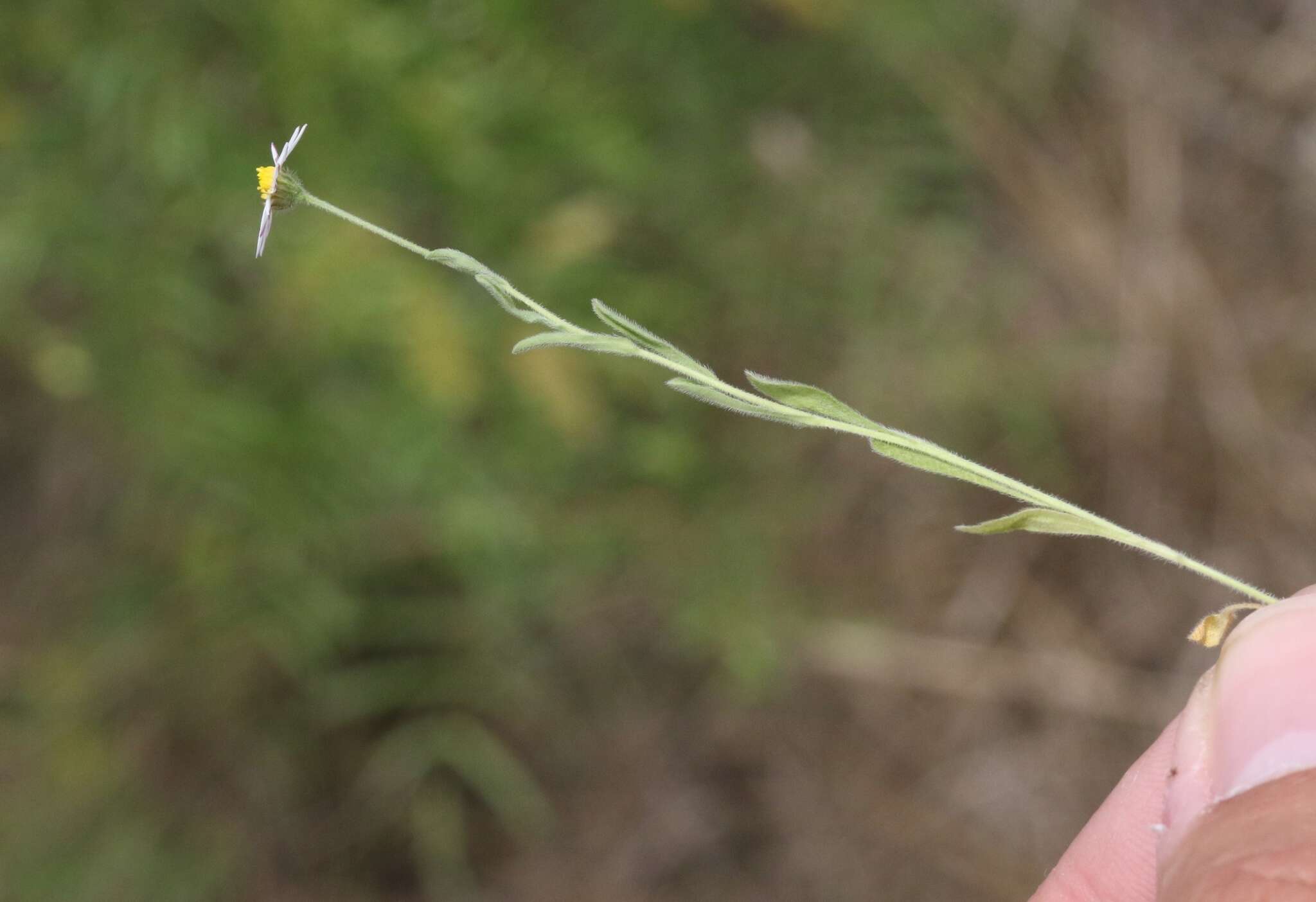 Image of manyflower leastdaisy