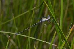 Image of Archiargiolestes pusillus (Tillyard 1908)