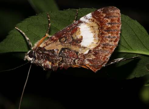 Imagem de Sarbanissa albifascia Walker 1865