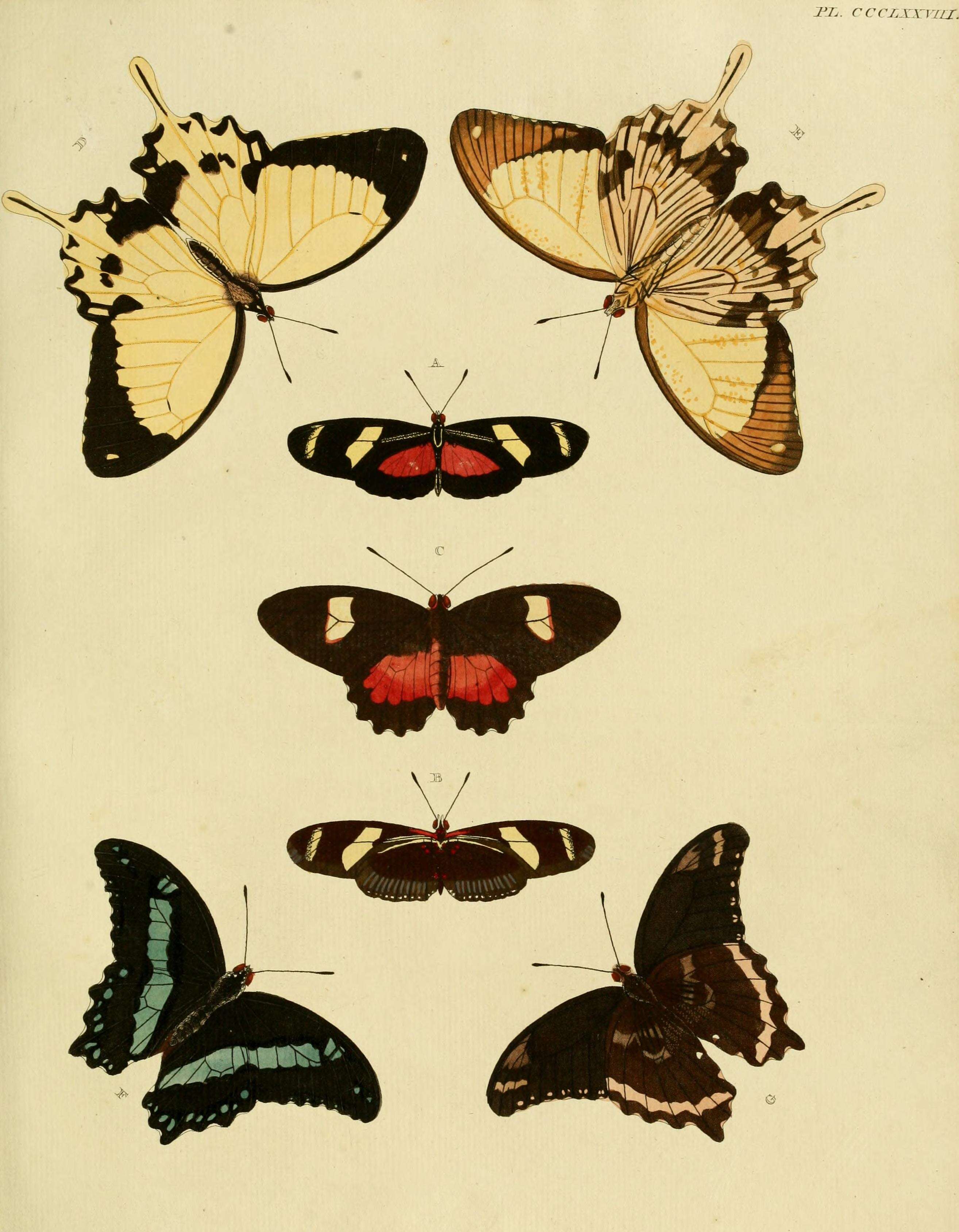 Image of Heliconius ricini Linnaeus 1758
