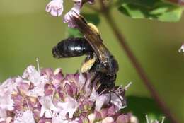 Image of Andrena pilipes Fabricius 1781