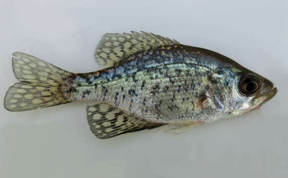 Image of Black Crappie