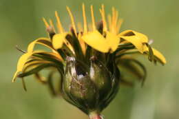 Image de Taraxacum palustre (Lyons) Symons