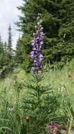 Слика од Aconitum napellus L.