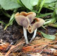 Psilocybe cyanescens Wakef. 1946的圖片