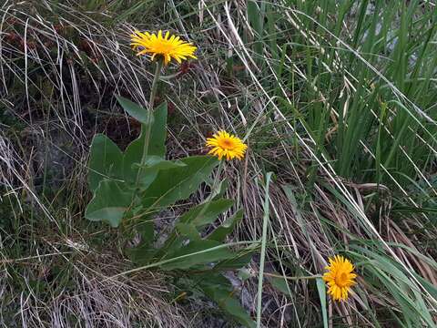 Image of dwarf oxeye