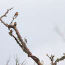 Image of Grey-headed Bullfinch