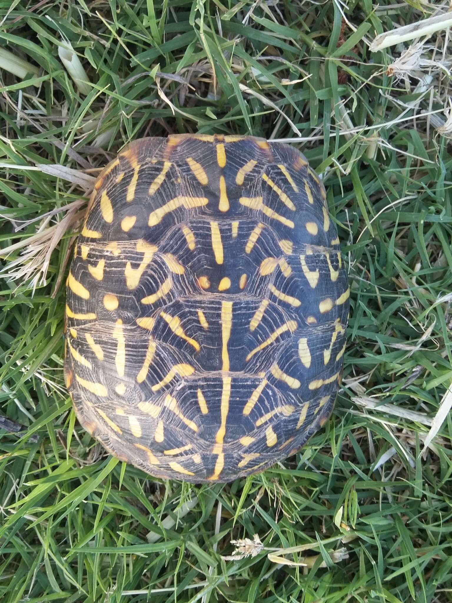 Image of Ornate box turtle