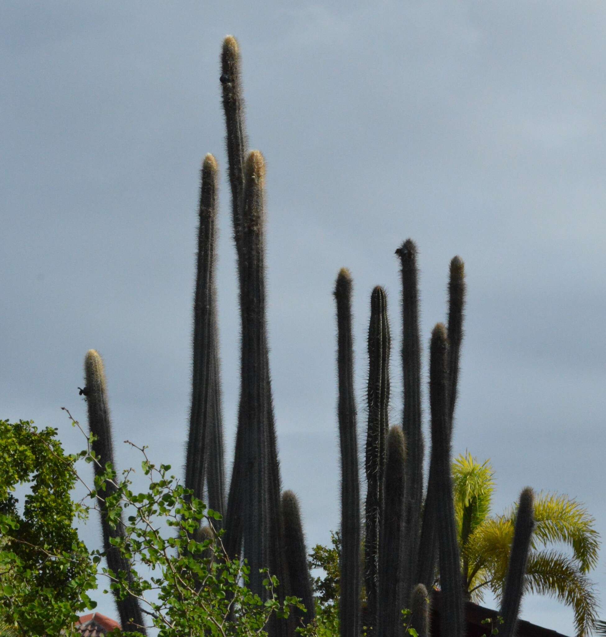 Image of Pilosocereus lanuginosus (L.) Byles & G. D. Rowley