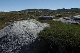 Image of Nothofagus gunnii (Hook. fil.) Oerst.