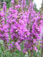 Image of Purple Loosestrife