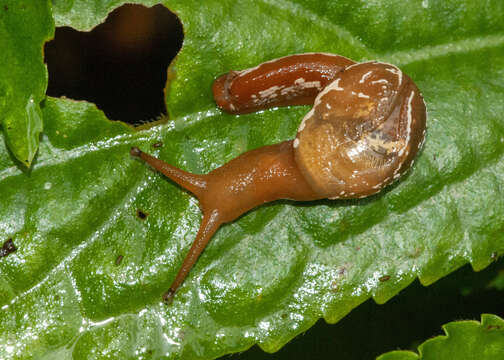 Image of Cucullarion albimaculosus Stanisic 2010