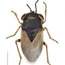 Image of <i>Geocoris pubescens</i> (Jakovlev 1871)