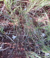 Image of Wahlenbergia virgata Engl.