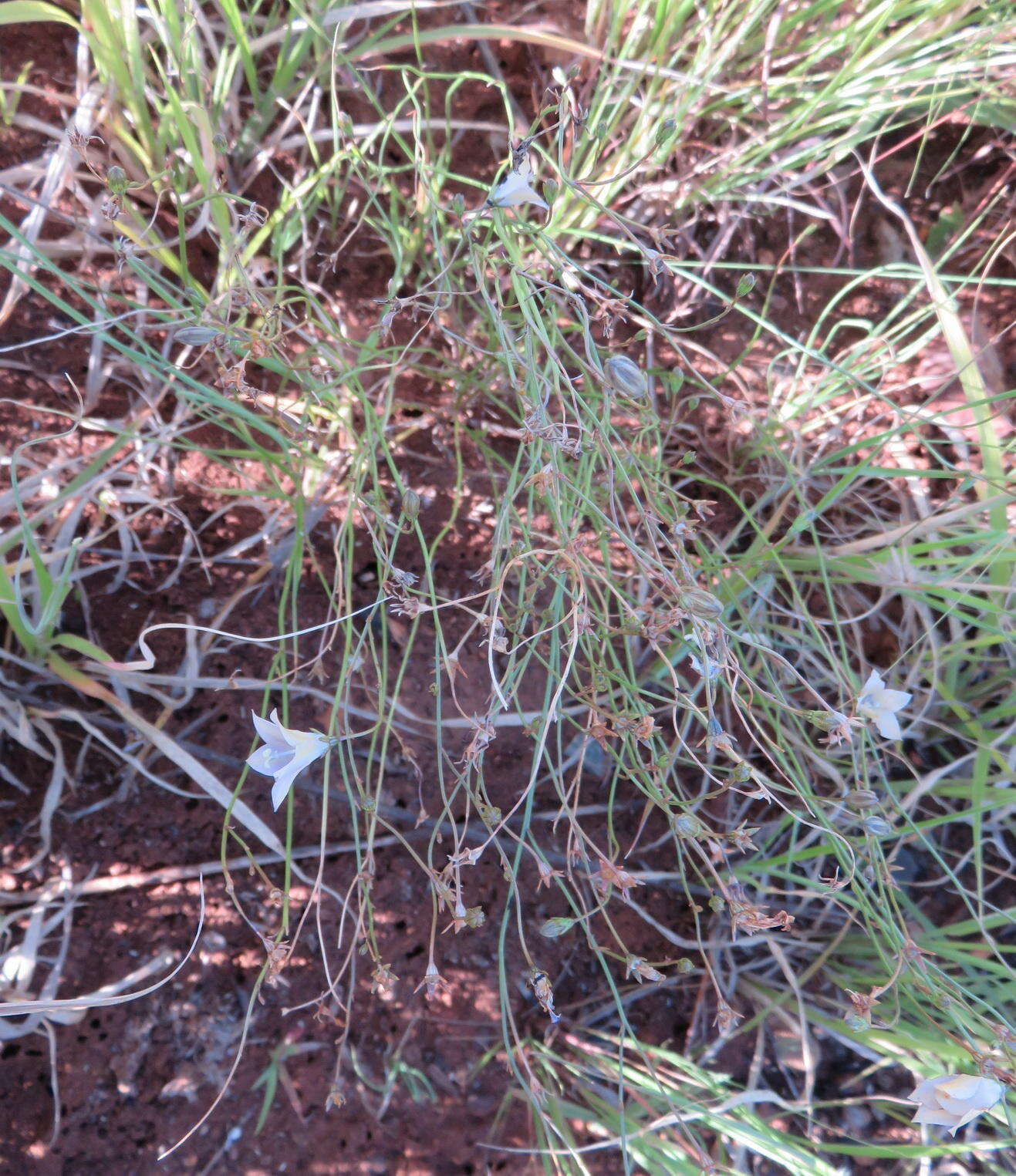 Image of Wahlenbergia virgata Engl.