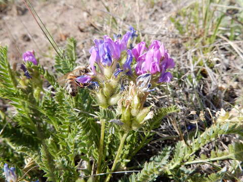 Image of boreal locoweed