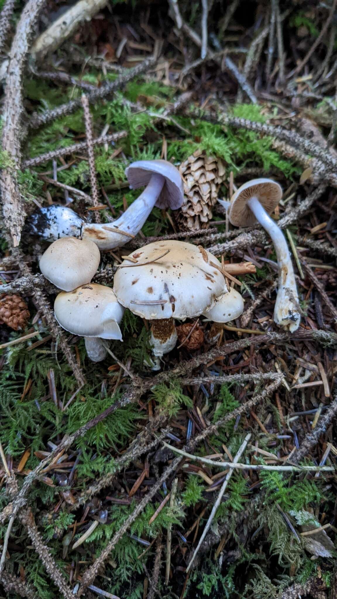 Image of Cortinarius oregonensis A. H. Sm. 1939