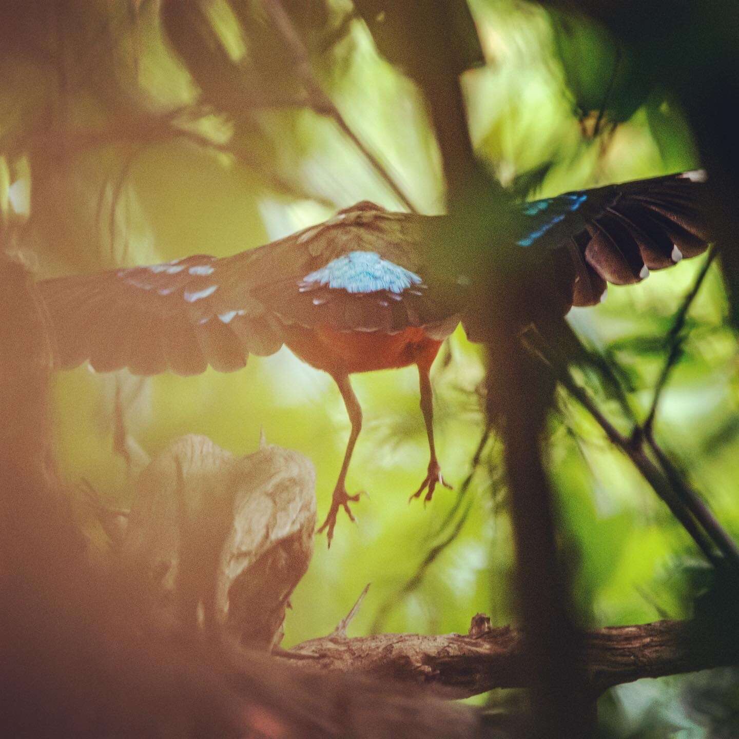 Image of African Pitta