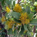 Image of Xanthostemon chrysanthus (F. Müll.) Benth.