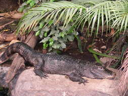 Image of Chinese alligator