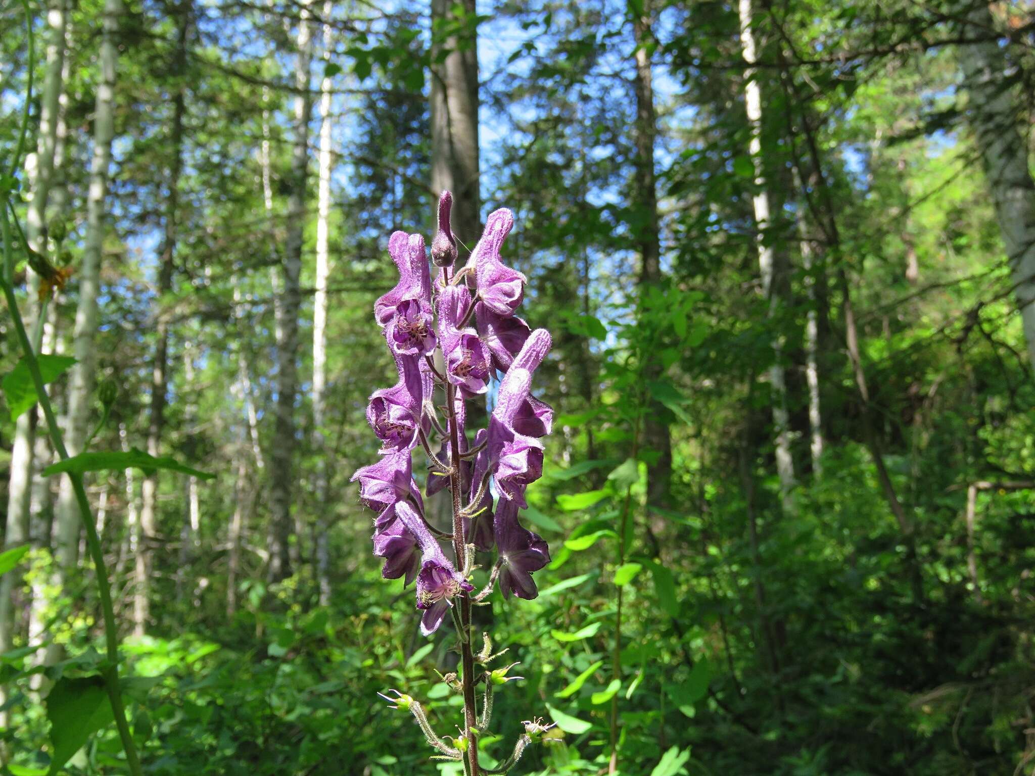 Aconitum septentrionale Koelle resmi