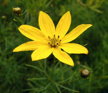 Image of whorled tickseed