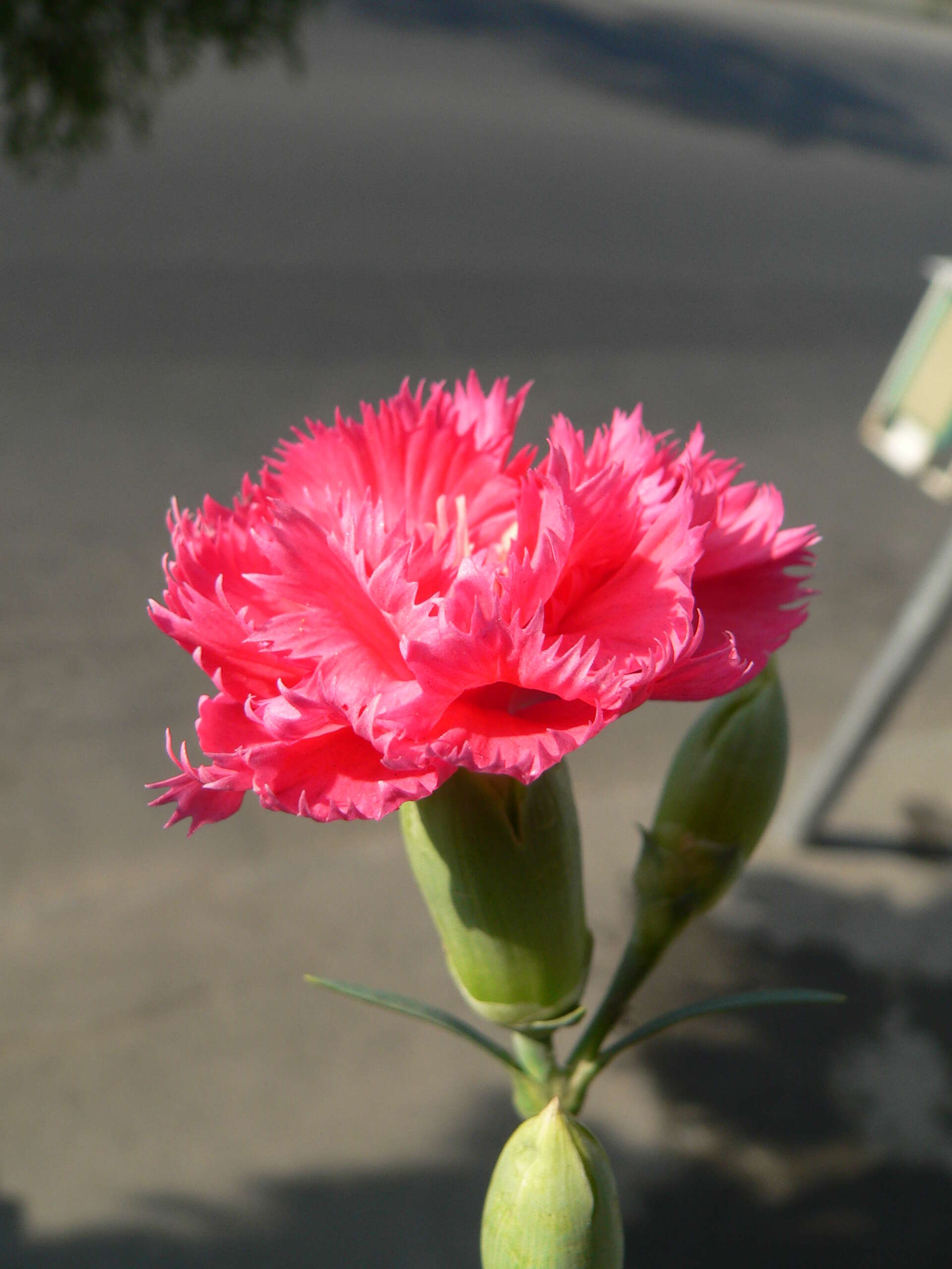 Image of carnation